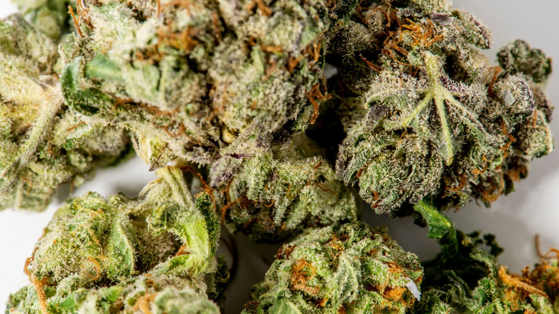 Servicios Seven-Green.co