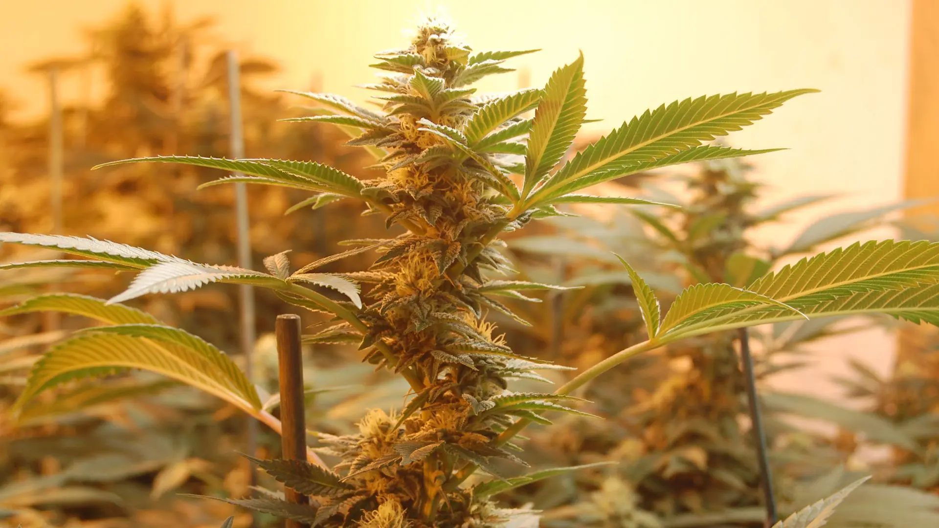 Valores Seven-Green.co